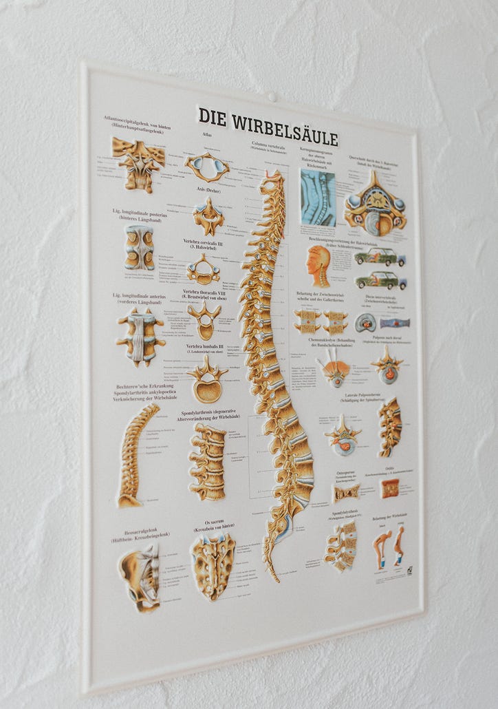 Die Abbildung zeigt eine detaillierte Ansicht der menschlichen Wirbelsäule, inklusive der Wirbel, Bandscheiben und Nerven. Eine gesunde Wirbelsäule ist essenziell für die Beweglichkeit und die Schmerzfreiheit im Alltag